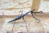 Stickinsect