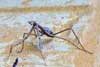 Stickinsect